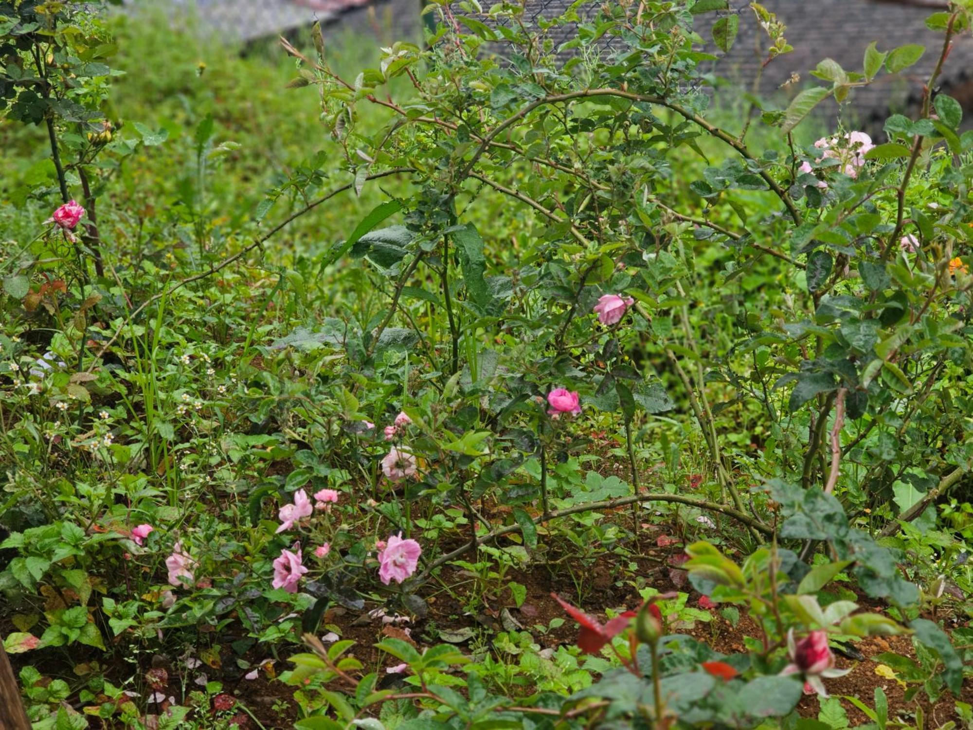 Haven Backpackers Pansiyon Nuwara Eliya Dış mekan fotoğraf