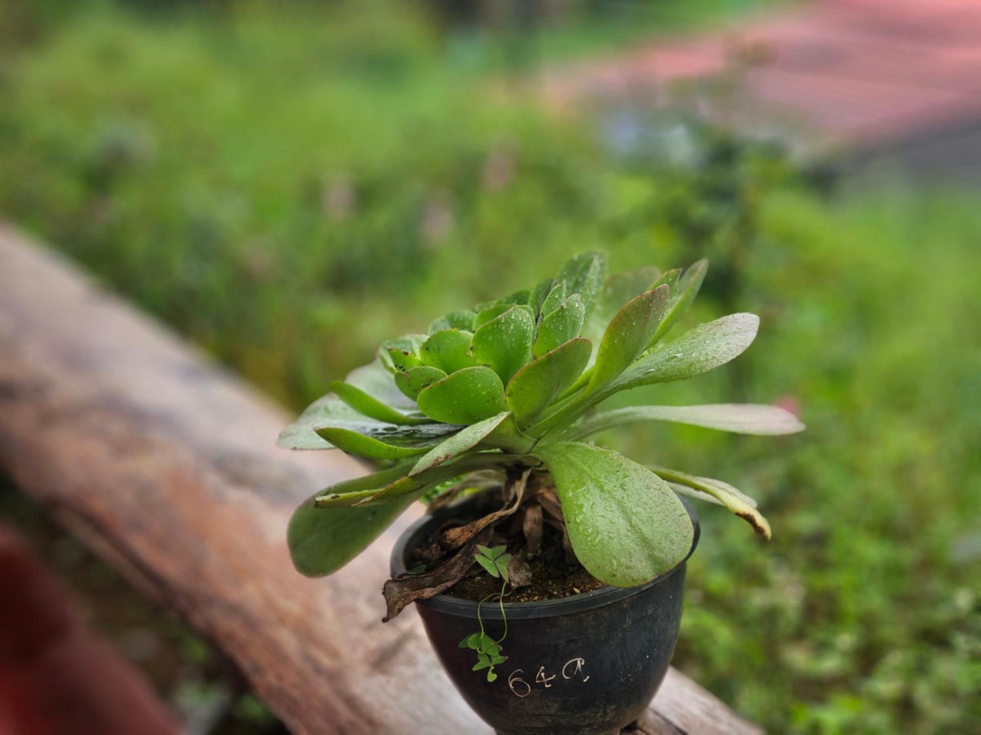 Haven Backpackers Pansiyon Nuwara Eliya Dış mekan fotoğraf